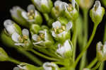 Roadside pennycress 